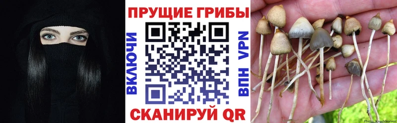 что такое наркотик Питкяранта Галлюциногенные грибы мицелий